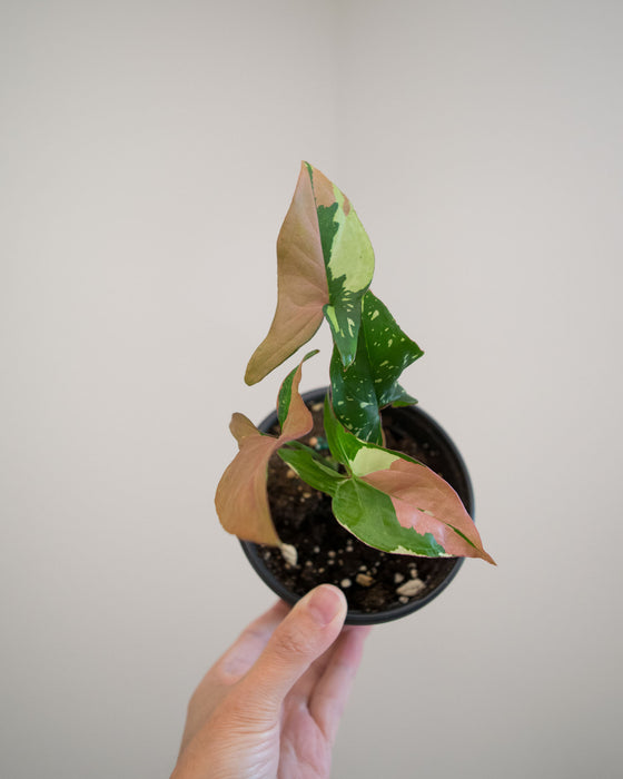 Syngonium Pod. 'Red Spot Tricolor' - 4"