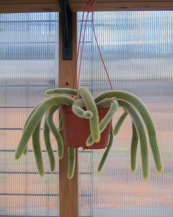 Cleistocactus Winteri 'Golden Rat Tail Cactus' - 6" (Pick Up Only)