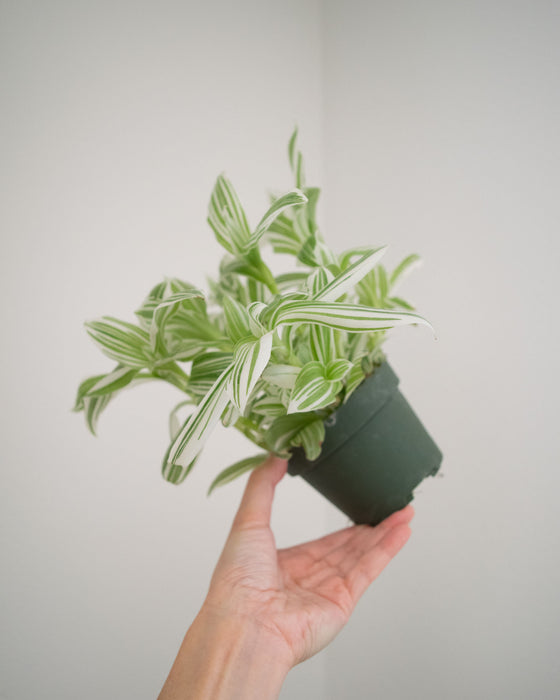 Tradescantia 'Pistachio White' - 4"