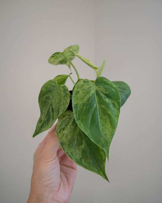 Philodendron Scandens Variegatum - 2"