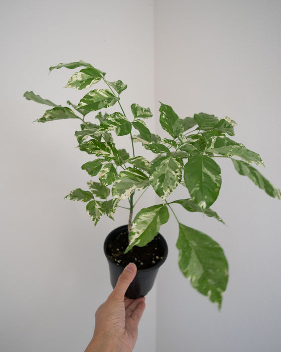 Radermachera Sinica 'Variegata' - 4"