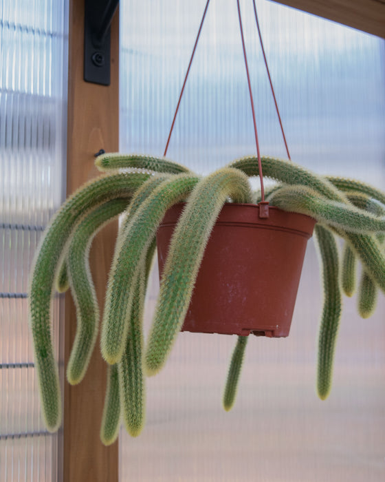 Cleistocactus Winteri 'Golden Rat Tail Cactus' - 6" (Pick Up Only)