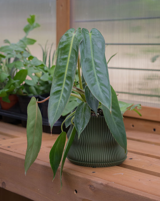 4" Ribbed Bubble Planter with Drainage Tray - Dark Green