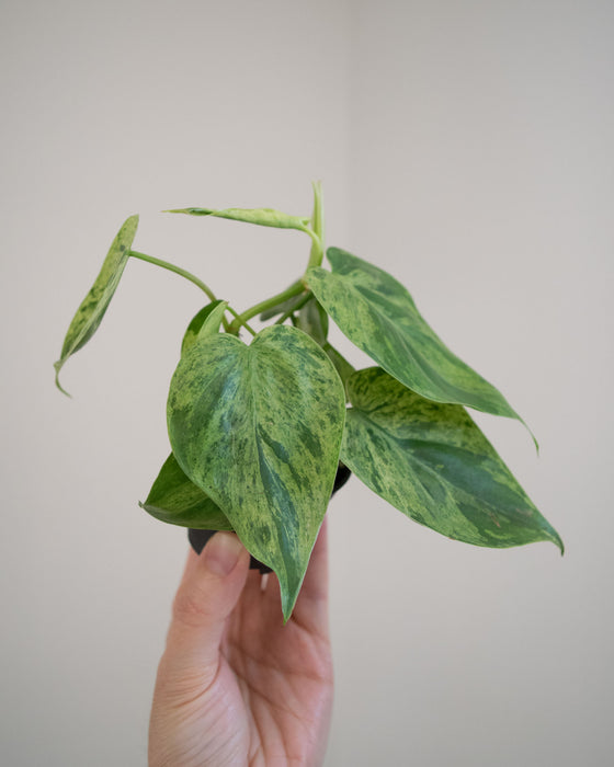Philodendron Scandens Variegatum - 2"