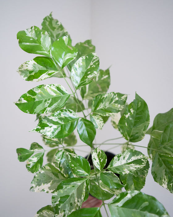 Radermachera Sinica 'Variegata' - 4"
