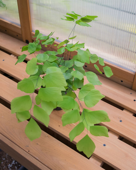 Adiantum Peruvianum 'Silver Dollar Fern' - 4"