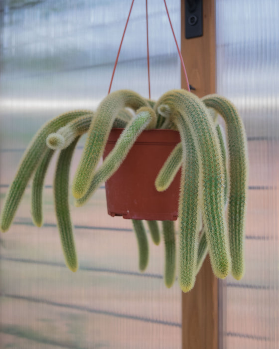 Cleistocactus Winteri 'Golden Rat Tail Cactus' - 6" (Pick Up Only)