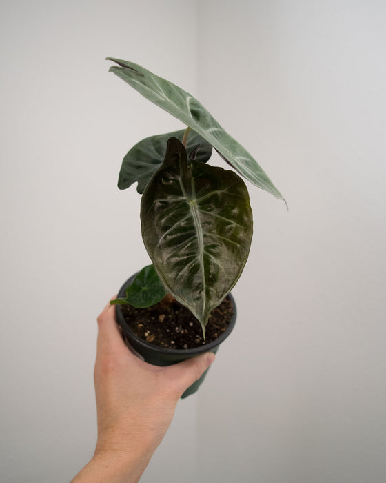 Alocasia 'Pink Princess' - 4"