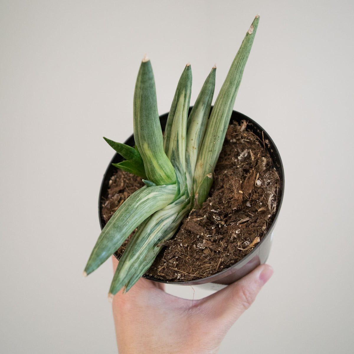 sansevieria boncel silver Sansevieria Clyindrical 'Boncel' Variegated