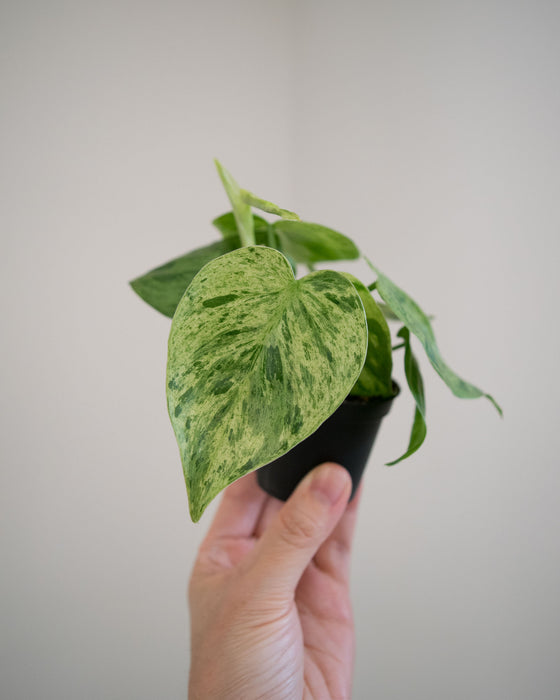 Philodendron Scandens Variegatum - 2"