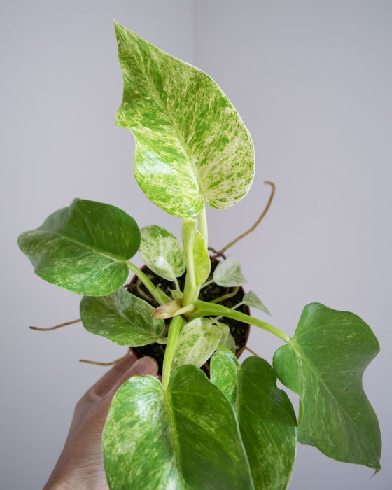 Philodendron Giganteum 'Blizzard' - 4"
