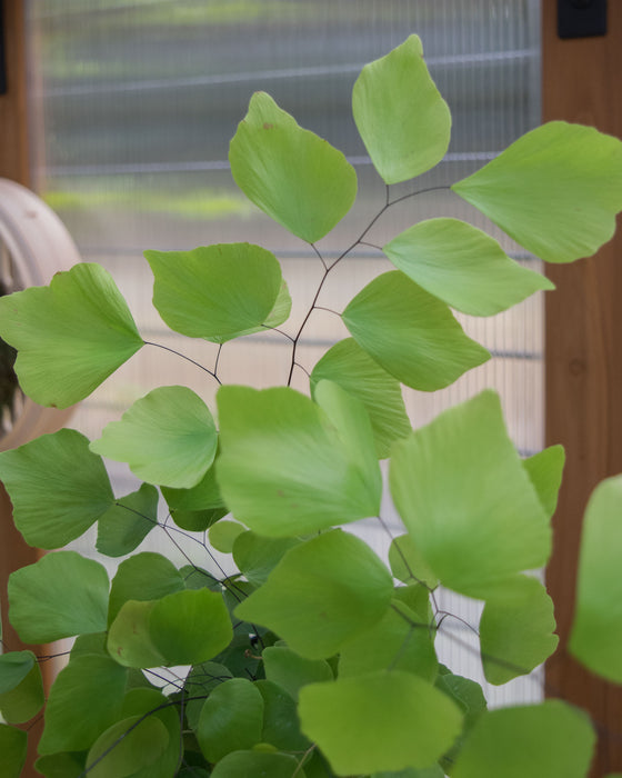 Adiantum Peruvianum 'Silver Dollar Fern' - 4"