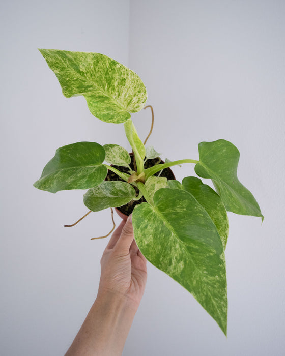 Philodendron Giganteum 'Blizzard' - 4"
