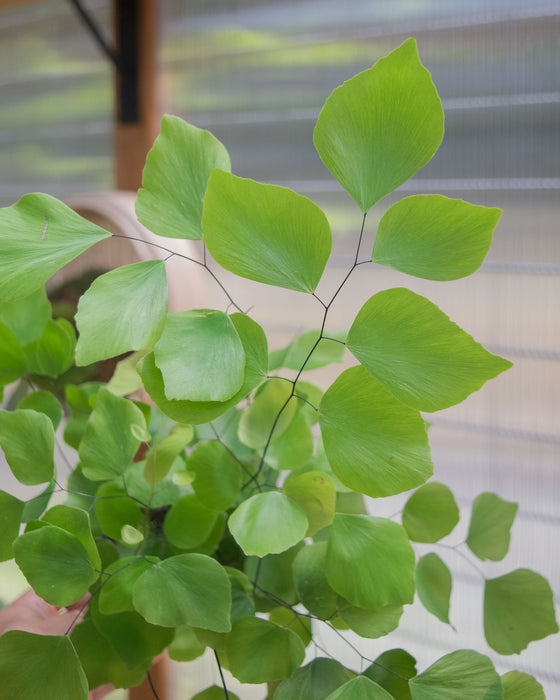 Adiantum Peruvianum 'Silver Dollar Fern' - 4"