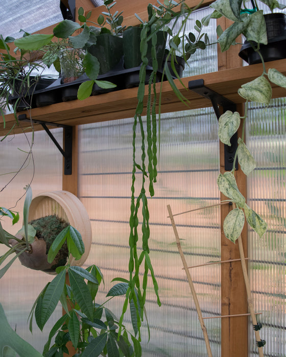 Rhipsalis Paradoxa - 4"