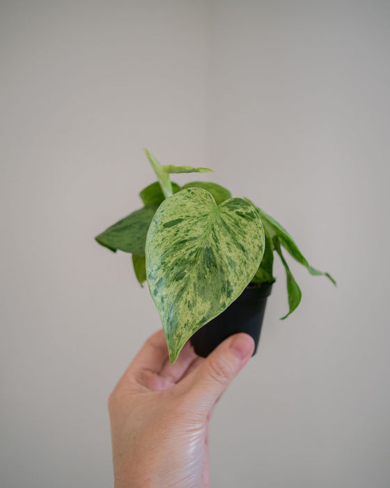 Philodendron Scandens Variegatum - 2"