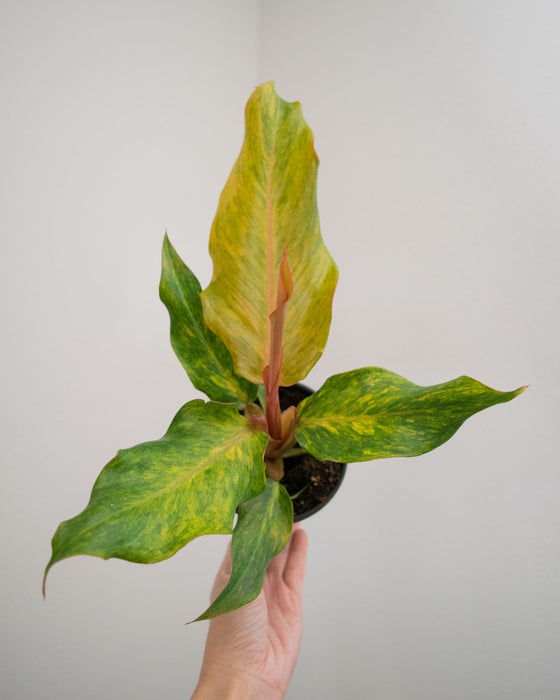 Philodendron 'Orange Marmalade' - 4"