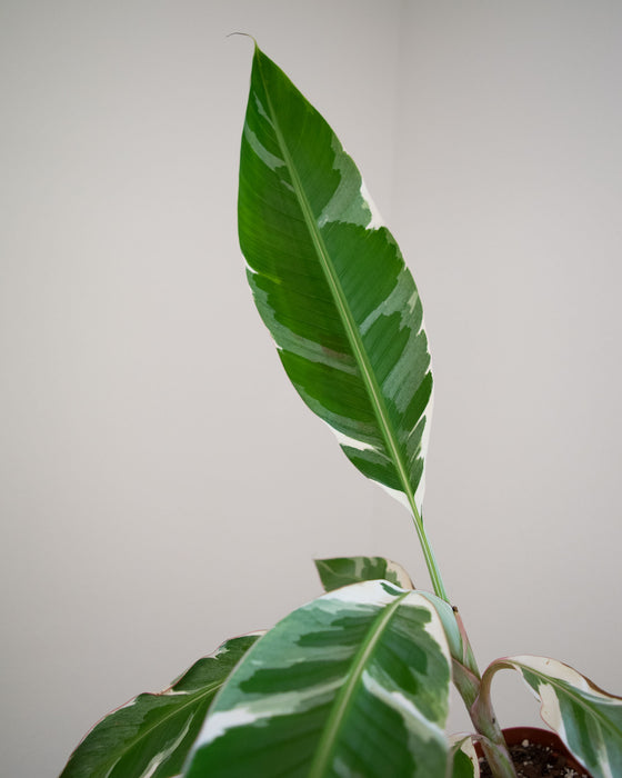 Musa sp. 'Florida Variegated' - 4" (Pick Up Only)