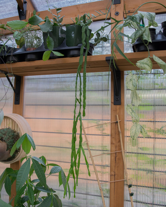 Rhipsalis Paradoxa - 4"