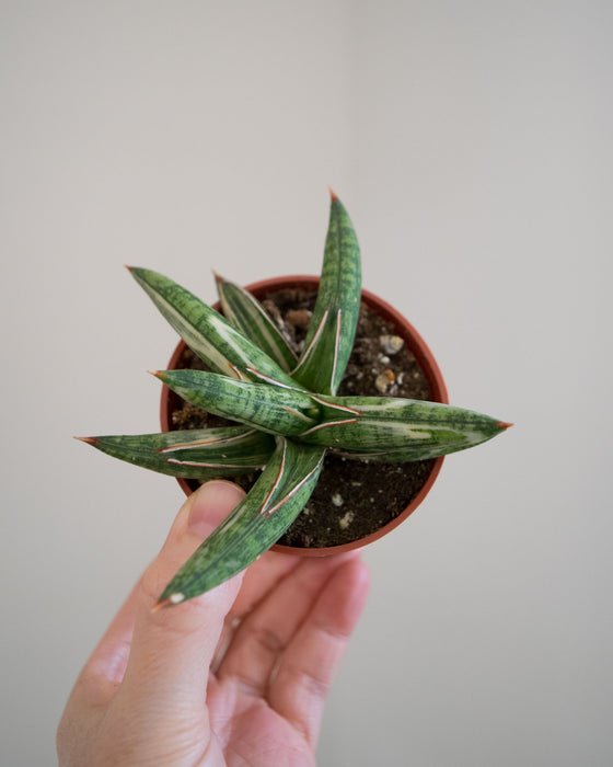 Sansevieria 'Lavranos Blue Clone Variegated' - 3