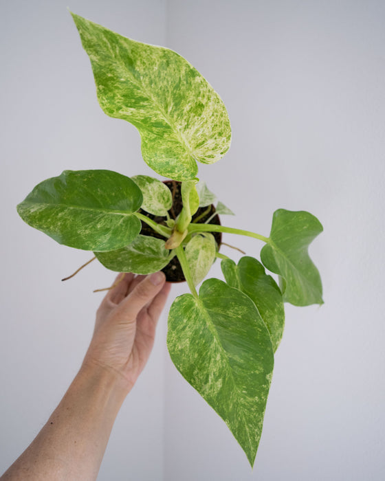 Philodendron Giganteum 'Blizzard' - 4"