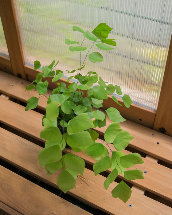 Adiantum Peruvianum 'Silver Dollar Fern' - 4"