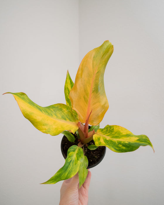 Philodendron 'Orange Marmalade' - 4"