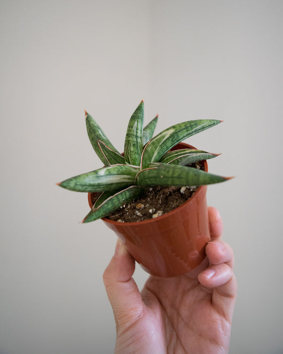 Sansevieria 'Lavranos Blue Clone Variegated' - 3