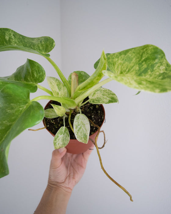 Philodendron Giganteum 'Blizzard' - 4"