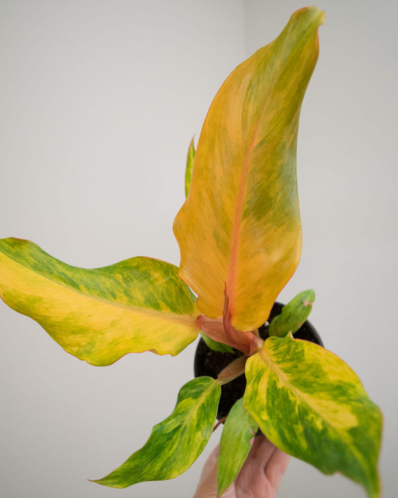 Philodendron 'Orange Marmalade' - 4"