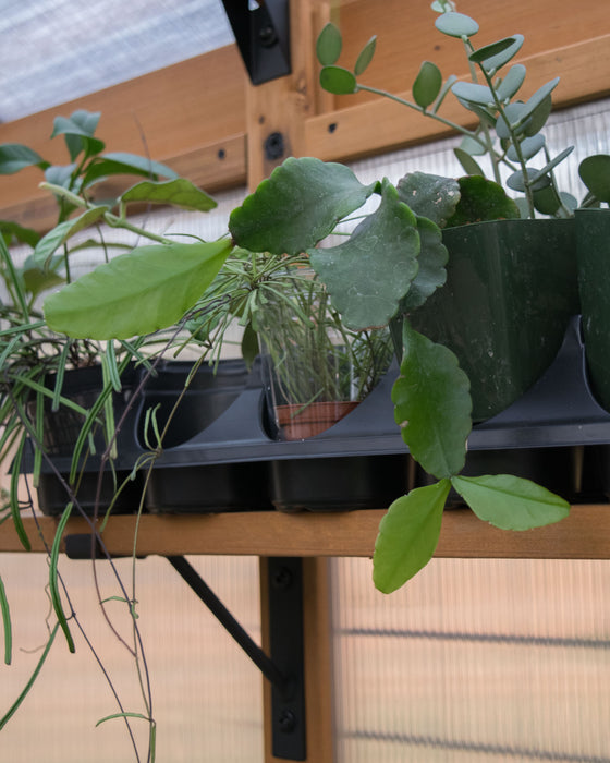 Rhipsalis Elliptica - 4"