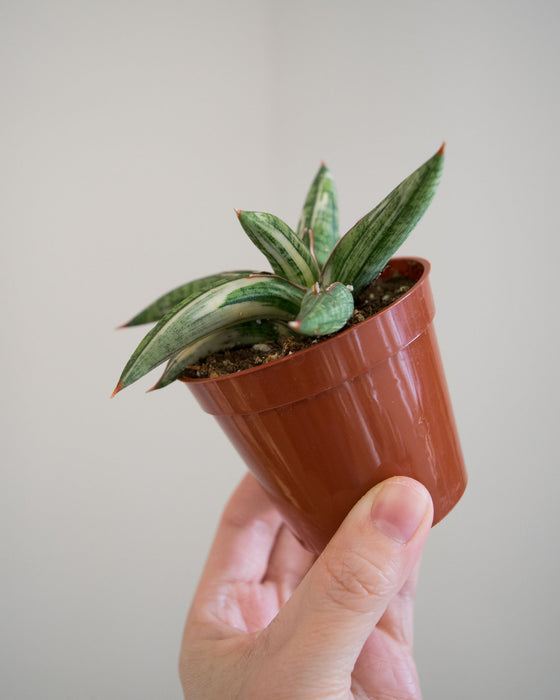 Sansevieria 'Lavranos Blue Clone Variegated' - 3