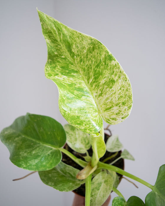 Philodendron Giganteum 'Blizzard' - 4"