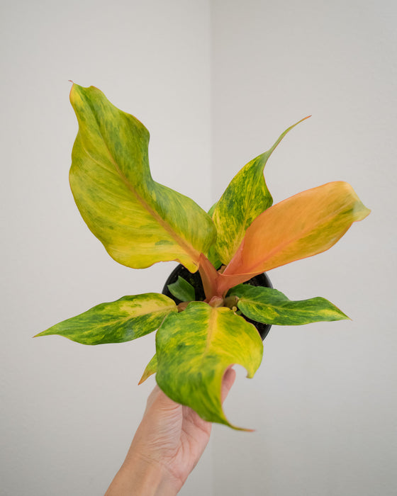 Philodendron 'Orange Marmalade' - 4"