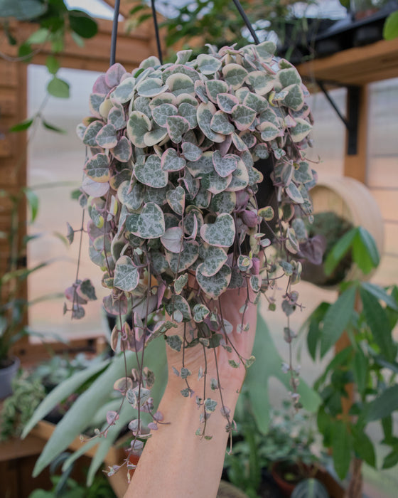 String of Hearts Variegated - 6" (Pick Up Only)