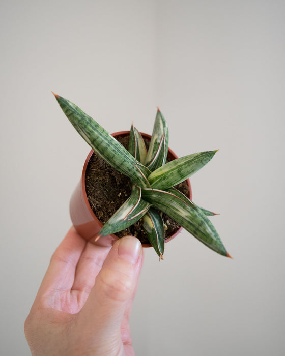 Sansevieria 'Lavranos Blue Clone Variegated' - 3