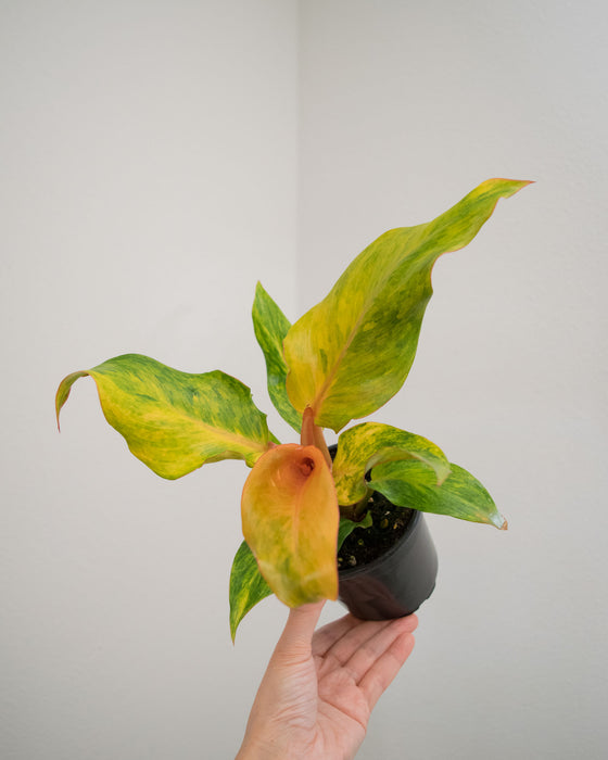 Philodendron 'Orange Marmalade' - 4"