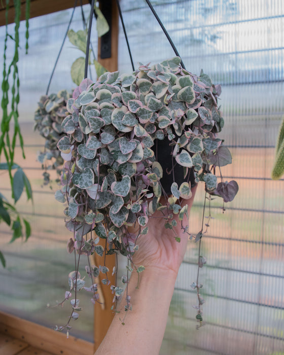 String of Hearts Variegated - 6" (Pick Up Only)