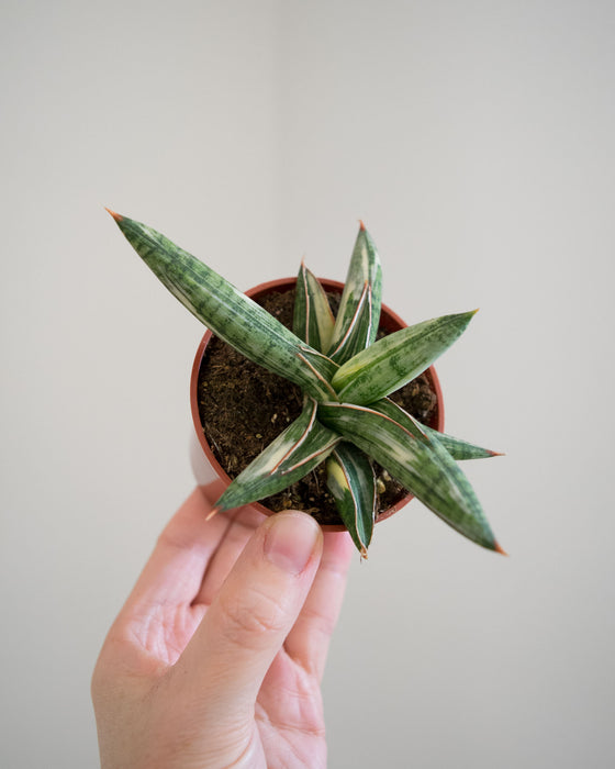 Sansevieria 'Lavranos Blue Clone Variegated' - 3