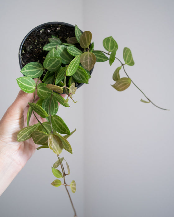 Dischidia 'Ovata' - 4"