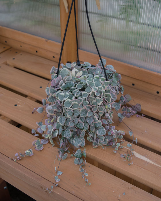 String of Hearts Variegated - 6" (Pick Up Only)