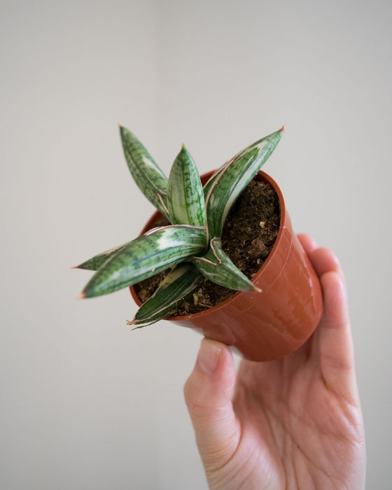 Sansevieria 'Lavranos Blue Clone Variegated' - 3