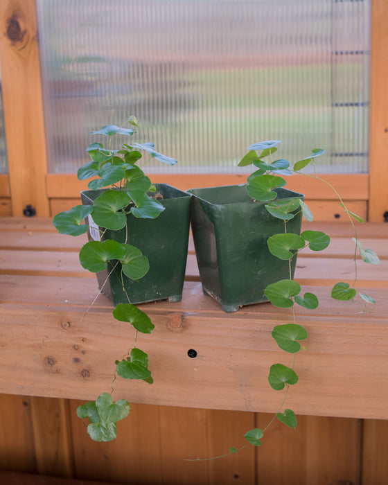 Dioscorea Elephantipes - 4"