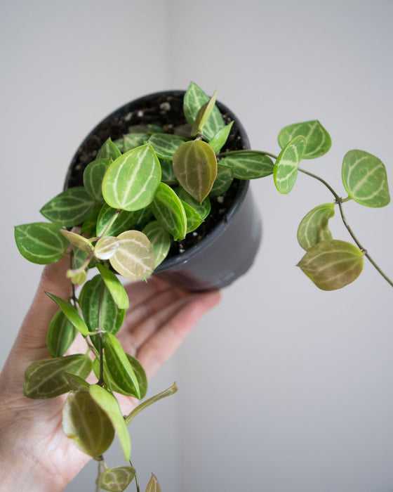 Dischidia 'Ovata' - 4"