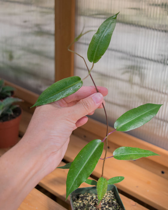 Petopentia Natalensis - 4"