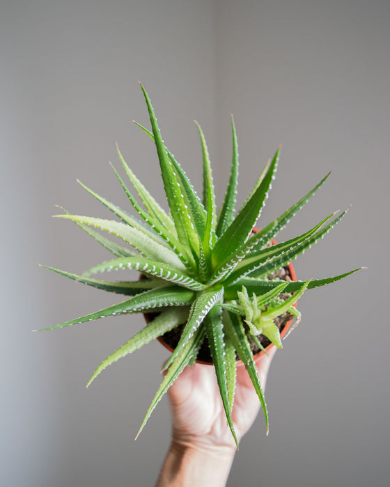 Haworthia Attenuata f. Variegata - 4"