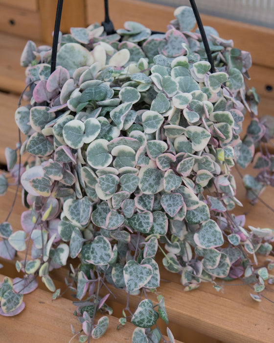 String of Hearts Variegated - 6" (Pick Up Only)