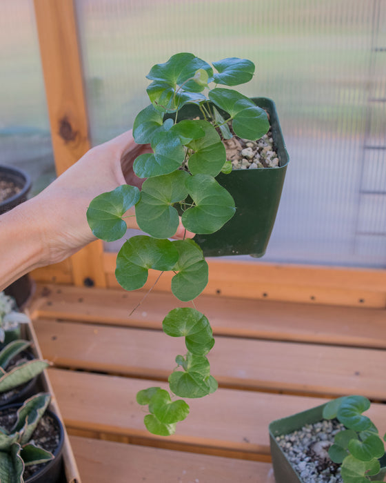 Dioscorea Elephantipes - 4"