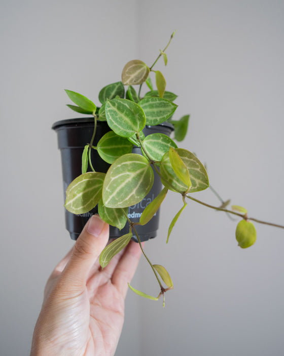 Dischidia 'Ovata' - 4"