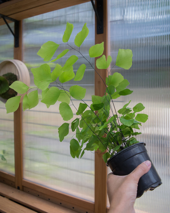 Adiantum Peruvianum 'Silver Dollar Fern' - 4"